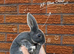 6 remaining Pedigree Miniature Rex Rabbits &ndash; Ready to Reserve
