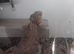 Male and female dragons