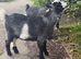 Pygmy goats