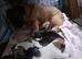 Pikenesse Cross jack Russell