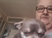 Chihuahua blue apple hesad Chihuahua