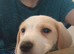 16 week old lemon beagle