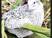 Various quail chicks and adults