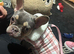16 months old female french bulldog