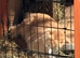 Girl Mini lop