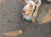 A miniature dachshund, five months old.