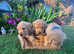 Two handsome Labrador boys