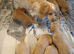 Selling puppies