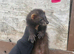 Semi angora ferrets looking for new home