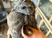 2 Californian quails - male