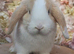 Female mini lop cream split