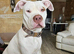 American x bully