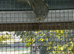 Kakariki for sale