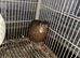 Jumbo quail fertile eggs