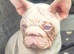Frenchi puppy for sale