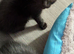 Ragamese cross kittens ready now