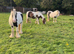 Driving cob mare