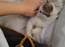 Kitten