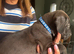 8 Cane Corso cross mastiff chunky puppies for sale