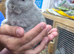 Netherland dwarf doe
