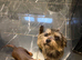 Ralph 1.5 years old border terrier