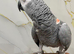 Hand tame African grey kiwi