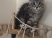 Maine Coon kittens