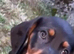 Boy dauchhound