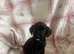 Cocker spaniel x Lakeland