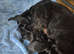 Scottish Terrier Pups