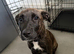 Staffie x Plott hound