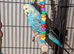 Budgie's
