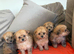 Adorable Pomapoo Puppies &ndash; 8 Weeks Old & Ready for Their Forever homes