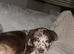 male Borador puppy