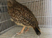 Grey francolin female
