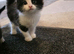 Black & White male kitten
