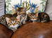 Persian Cross Kittens for Sale