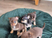 Chihuahua puppies