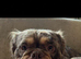 FLUFFY OLDE TYME BULLDOG - PET HOME