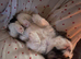 X2 puppies for sale