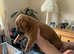 Jackapoo puppies for sale
