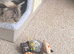 Gorgeous Ragdoll 7 Years Old Girl Vet Chkd an Vaccinated