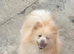 Standard cream pomeranian