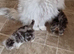 2 persian x cross kittens 1 boy 1 girl