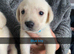 Labrador litter