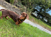 Chocolate male KC reg