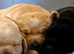 Beautiful Black & Red/Yellow Pure Breed Labrador Puppies For Loving Family/Working Homes