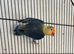 4 lovebirds with cage