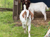 Goat kids for sale Boer x