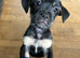 Beautiful pups for sale